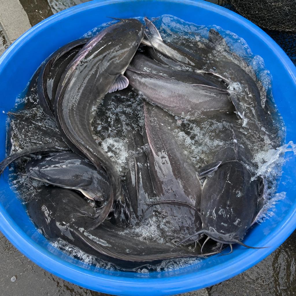 Basin full of large live catfish